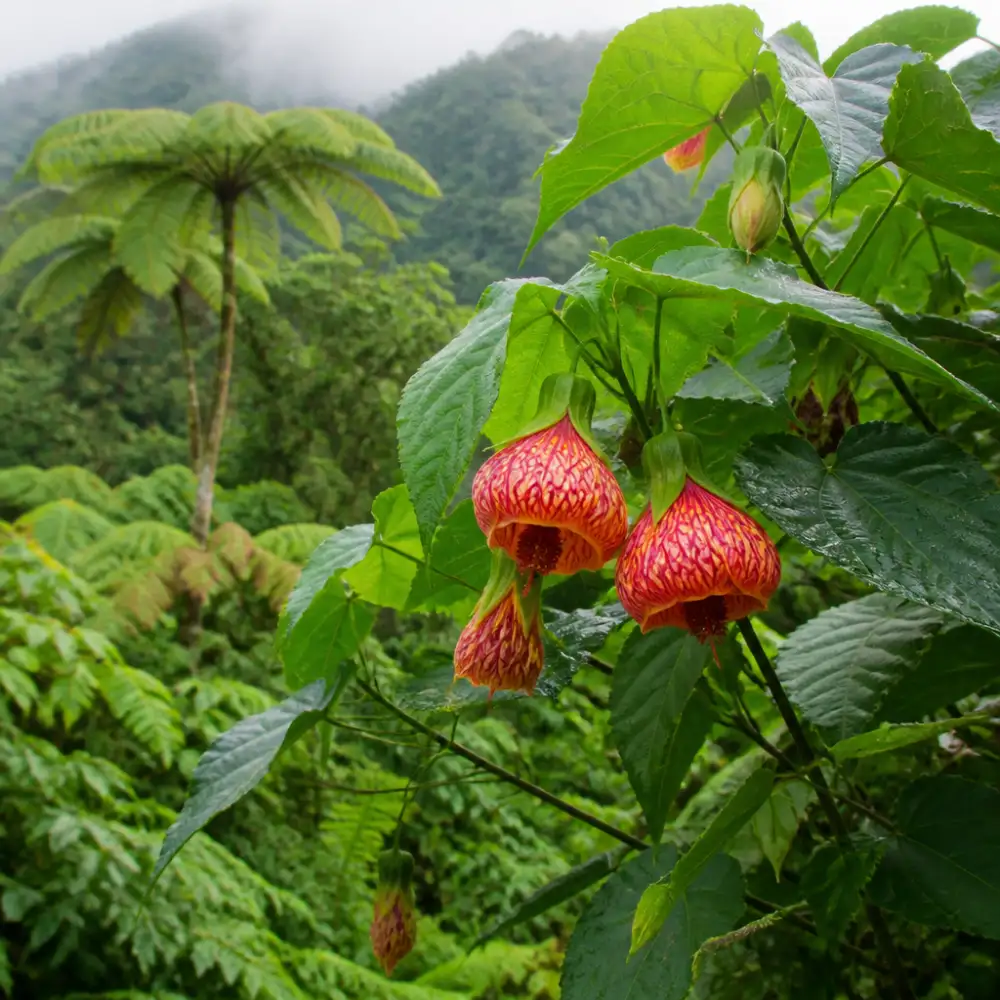 abutilon