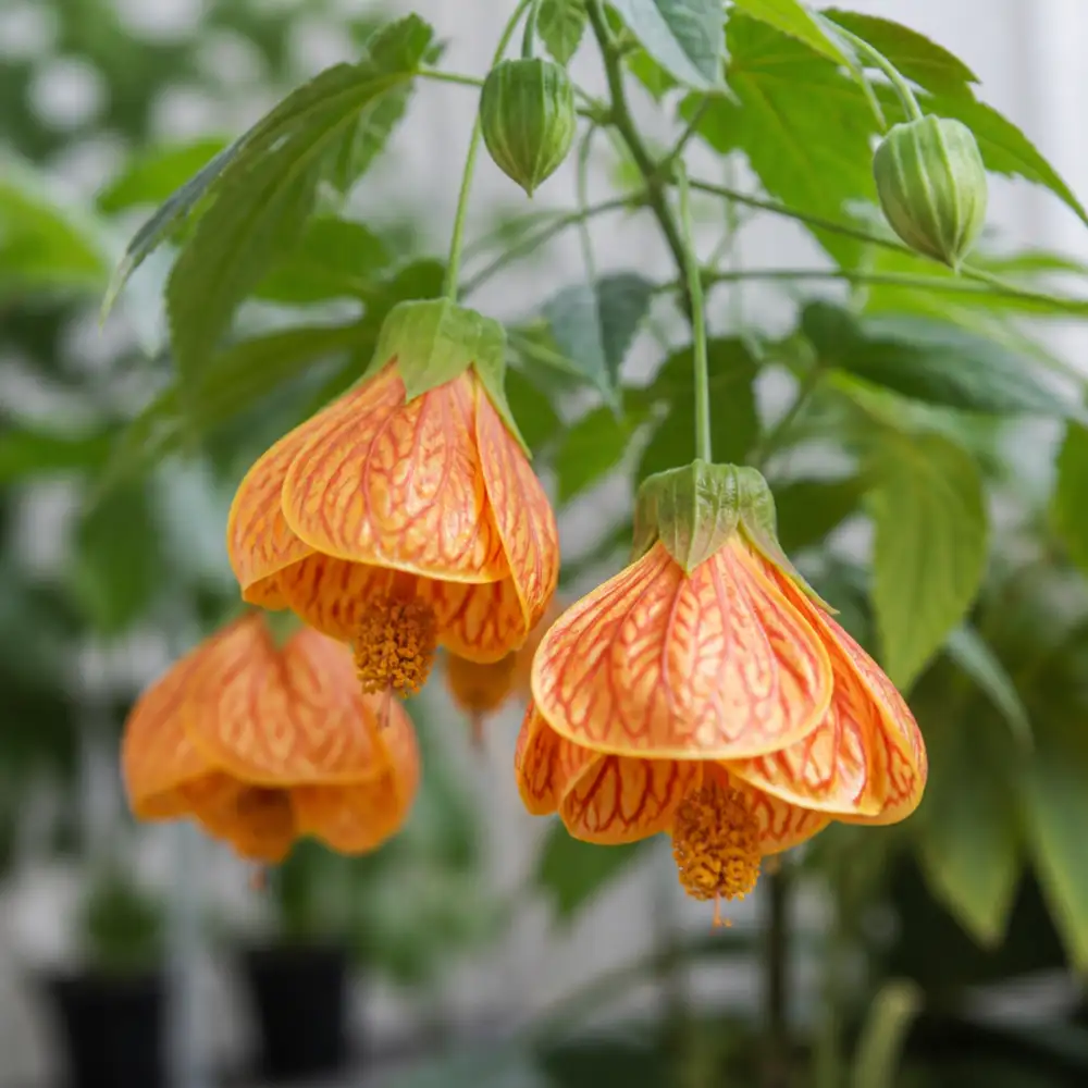 abutilon