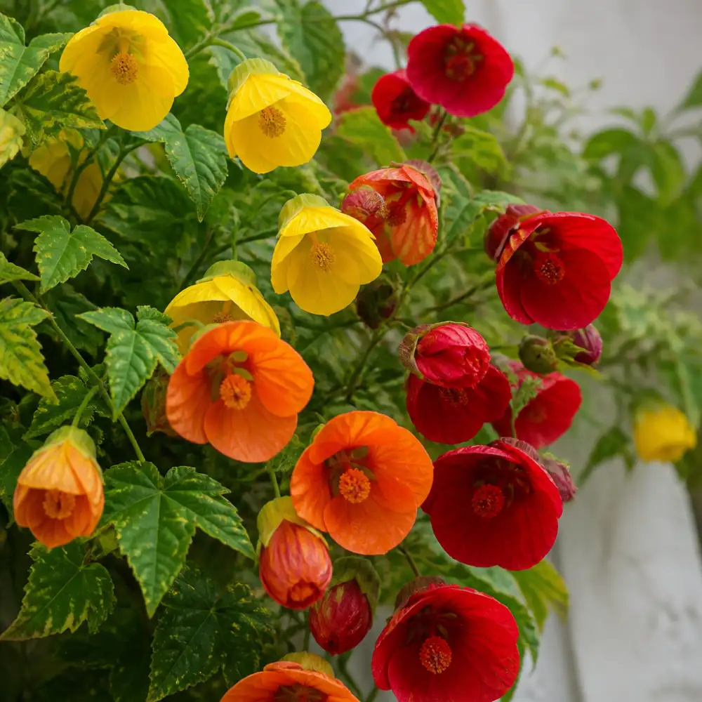 abutilon
