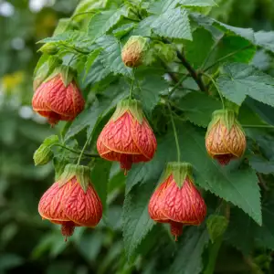 Abutilon
